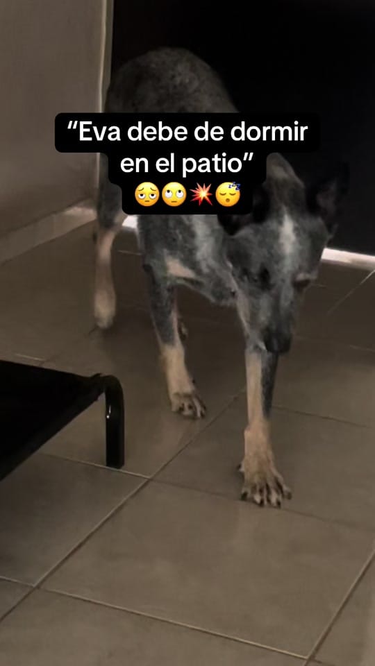 Post 7 by Evathedog.MX on TikTok (video)