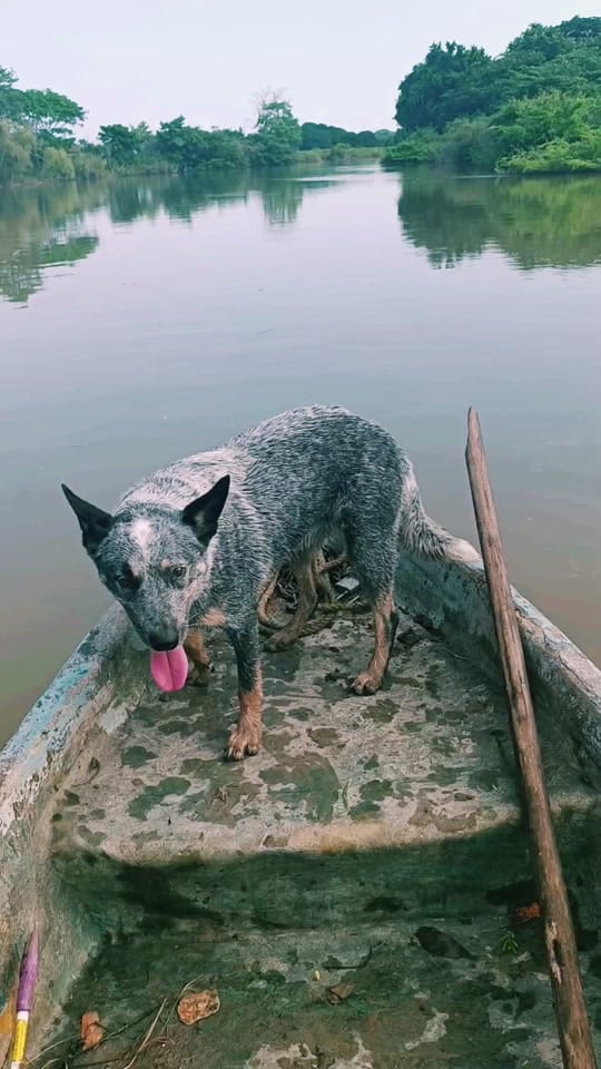 Post 10 by Evathedog.MX on TikTok (video)