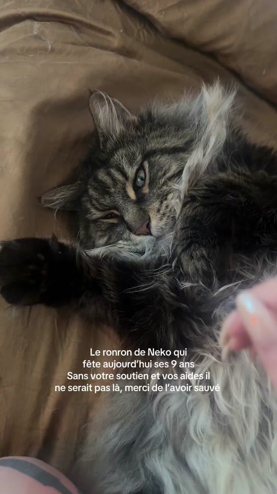 Post 3 by NEVEN on TikTok (video)