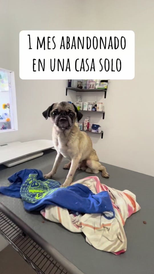 Post 10 by Veterinaria ThepomsHouse on TikTok (video)