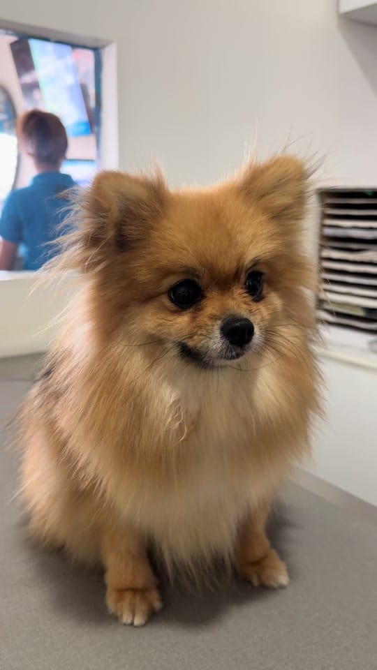 Post 3 by Veterinaria ThepomsHouse on TikTok (video)