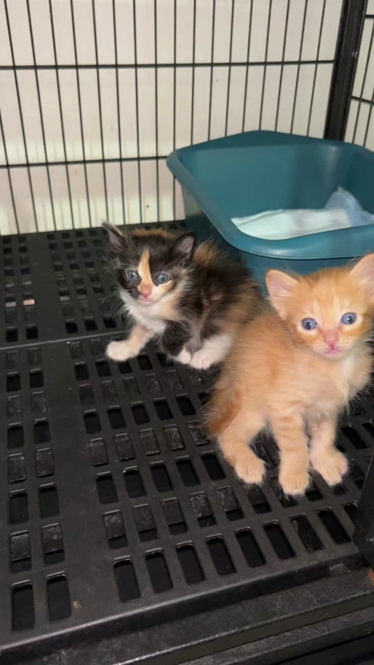 Post 8 by Veterinaria ThepomsHouse on TikTok (video)