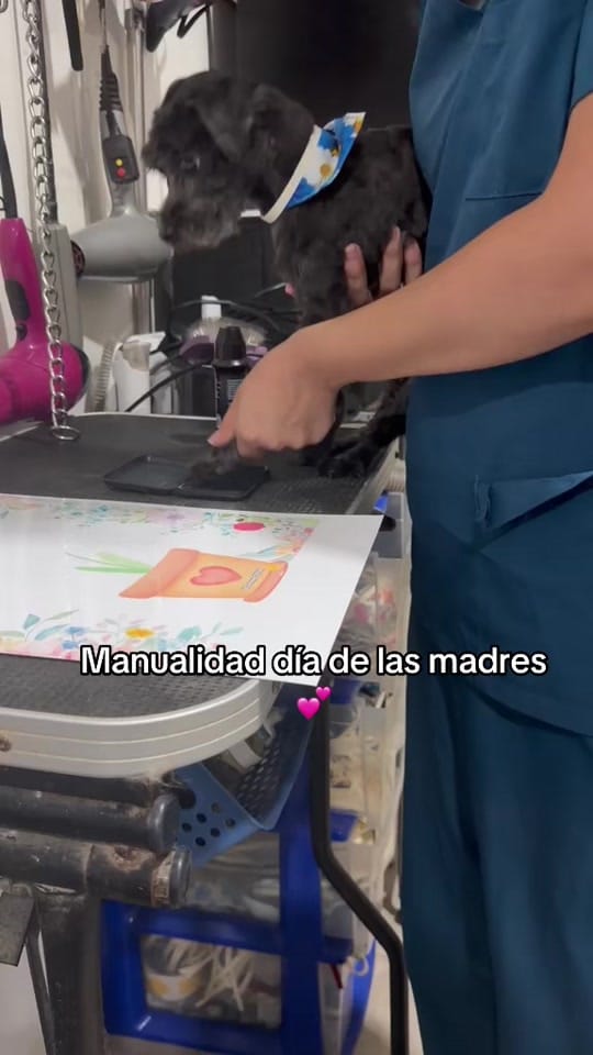 Post 6 by Veterinaria ThepomsHouse on TikTok (video)