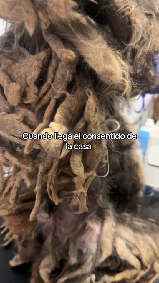 Post 5 by Veterinaria ThepomsHouse on TikTok (video)