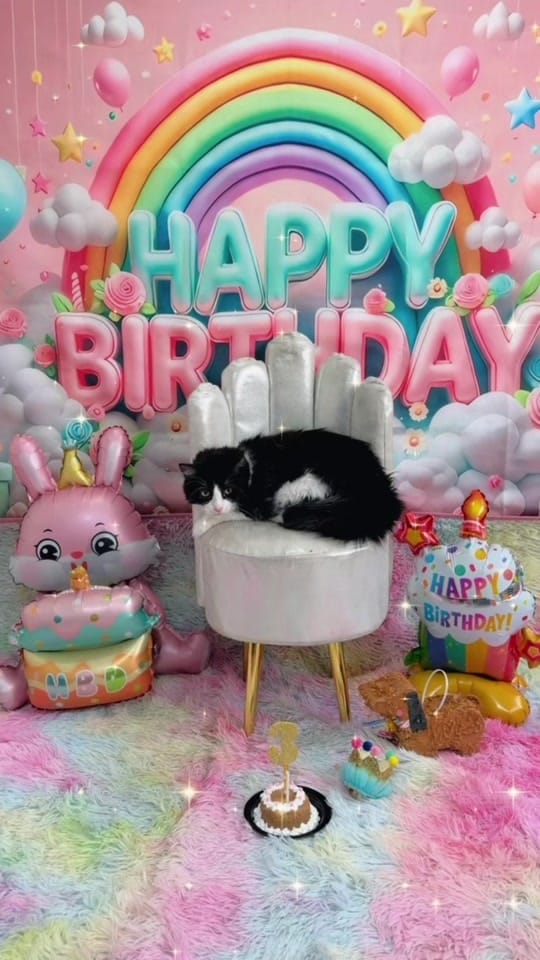 Post 4 by Veterinaria ThepomsHouse on TikTok (video)
