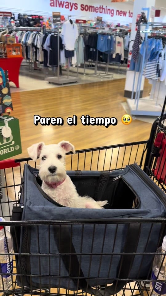 Post 6 by C.D Carolina Espinoza on TikTok (video)