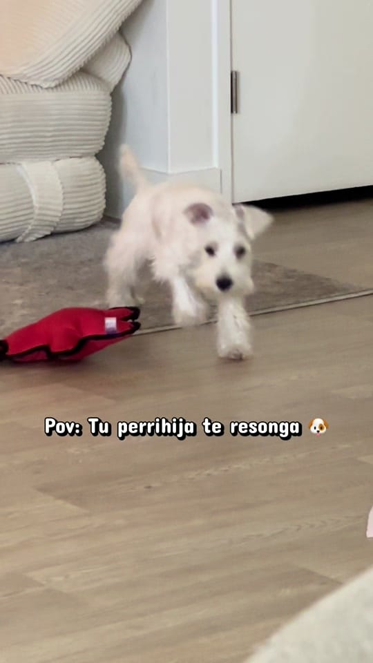 Post 3 by C.D Carolina Espinoza on TikTok (video)