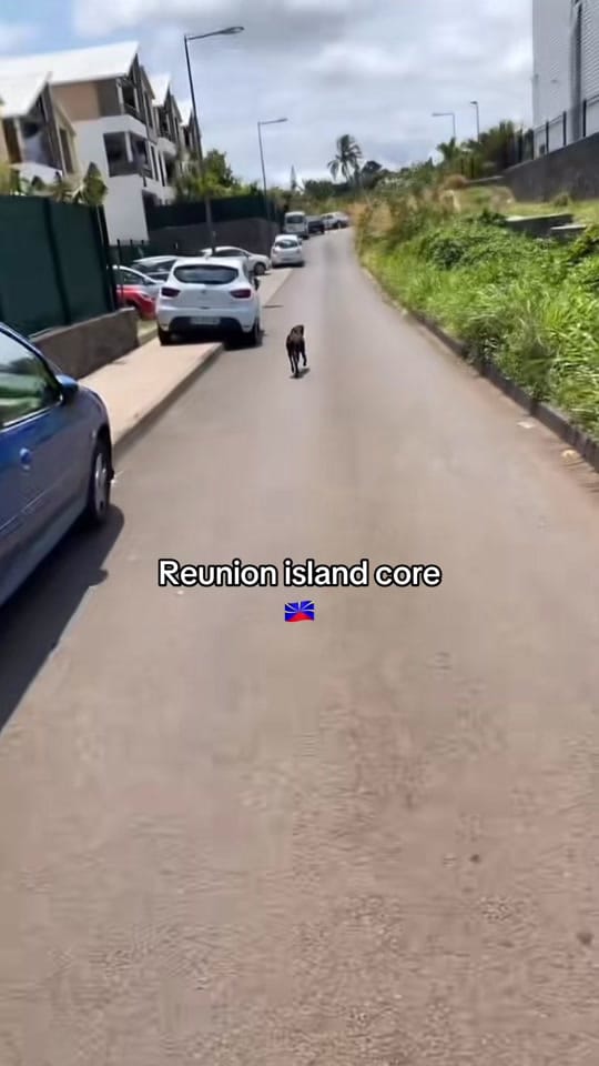 Post 9 by 𝑅𝑒𝓊𝓃𝒾𝑜𝓃._🇷🇪🫶🏽 on TikTok (video)