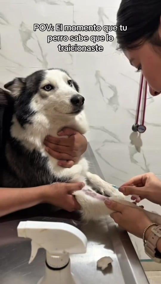 Post 8 by hevcln⚕️🐾 on TikTok (video)