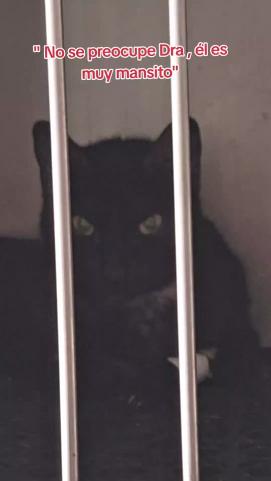 Post 1 by hevcln⚕️🐾 on TikTok (video)