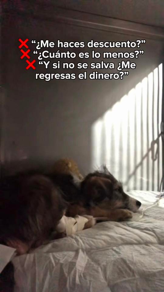 Post 3 by hevcln⚕️🐾 on TikTok (video)