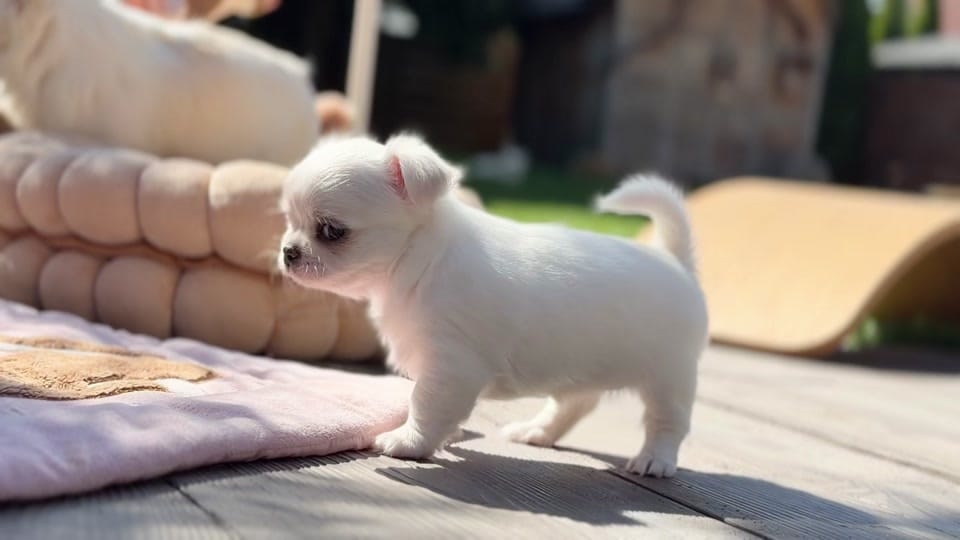 Post 8 by Unique Love FCI on TikTok (video)