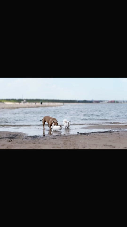 Post 9 by Unique Love FCI on TikTok (video)