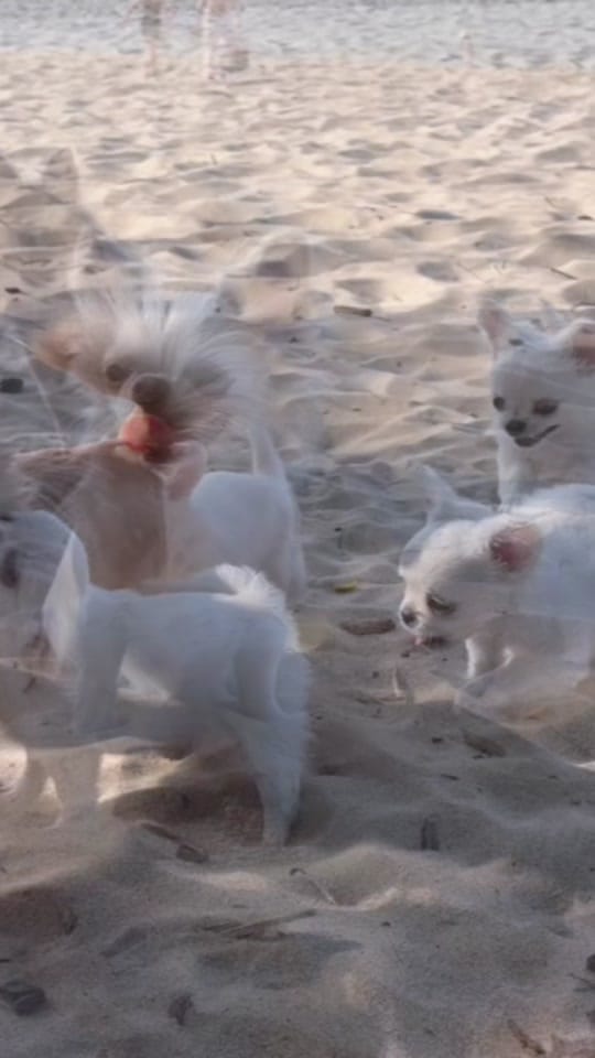 Post 1 by Unique Love FCI on TikTok (video)