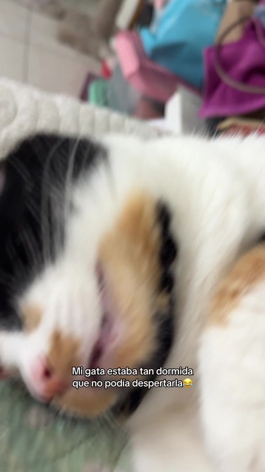 Post 5 by Bryanda Lara on TikTok (video)