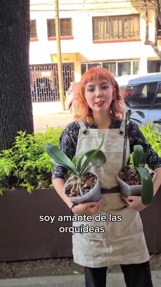 Post 9 by Hospital de Orquídeas Narvarte on TikTok (video)