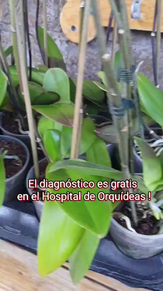 Post 8 by Hospital de Orquídeas Narvarte on TikTok (video)