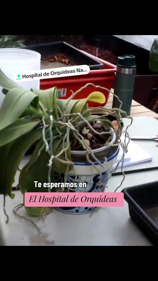 Post 2 by Hospital de Orquídeas Narvarte on TikTok (video)
