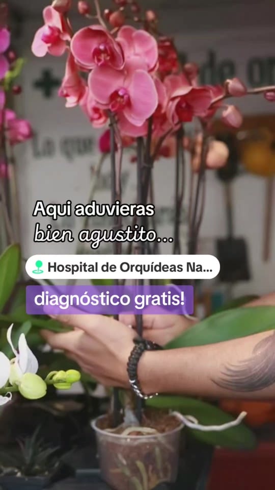 Post 6 by Hospital de Orquídeas Narvarte on TikTok (video)