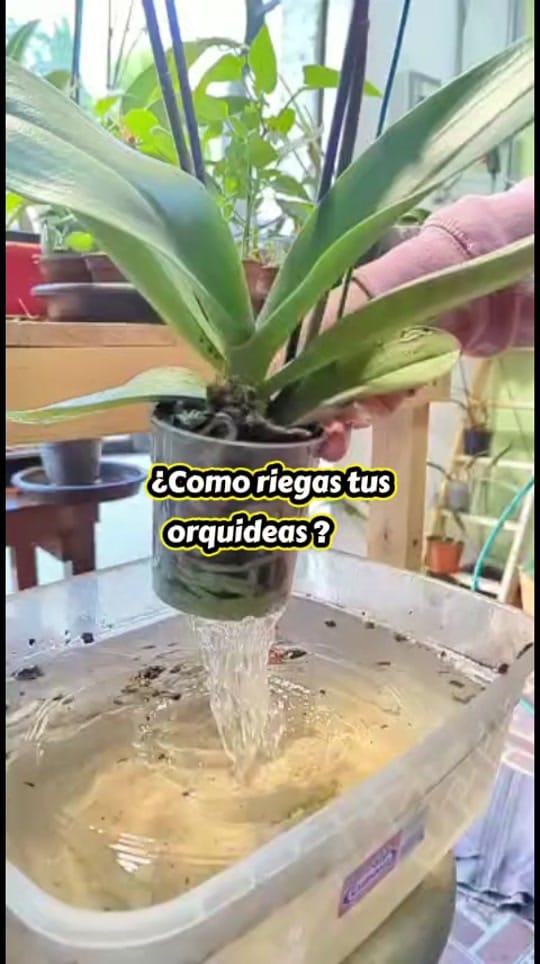 Post 4 by Hospital de Orquídeas Narvarte on TikTok (video)