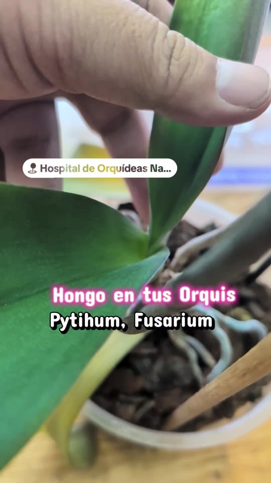 Post 1 by Hospital de Orquídeas Narvarte on TikTok (video)