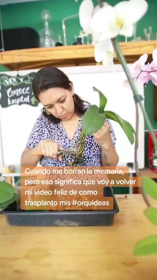 Post 7 by Hospital de Orquídeas Narvarte on TikTok (video)