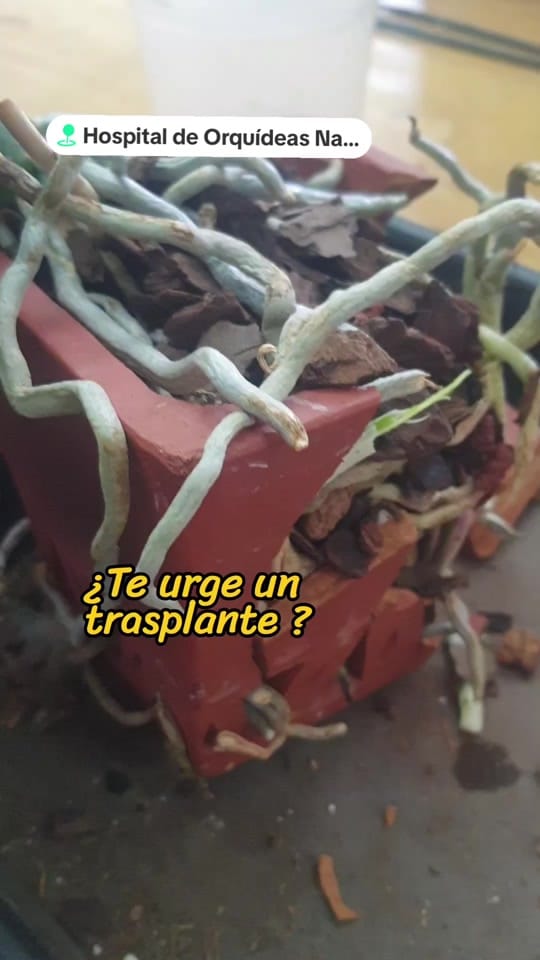 Post 3 by Hospital de Orquídeas Narvarte on TikTok (video)