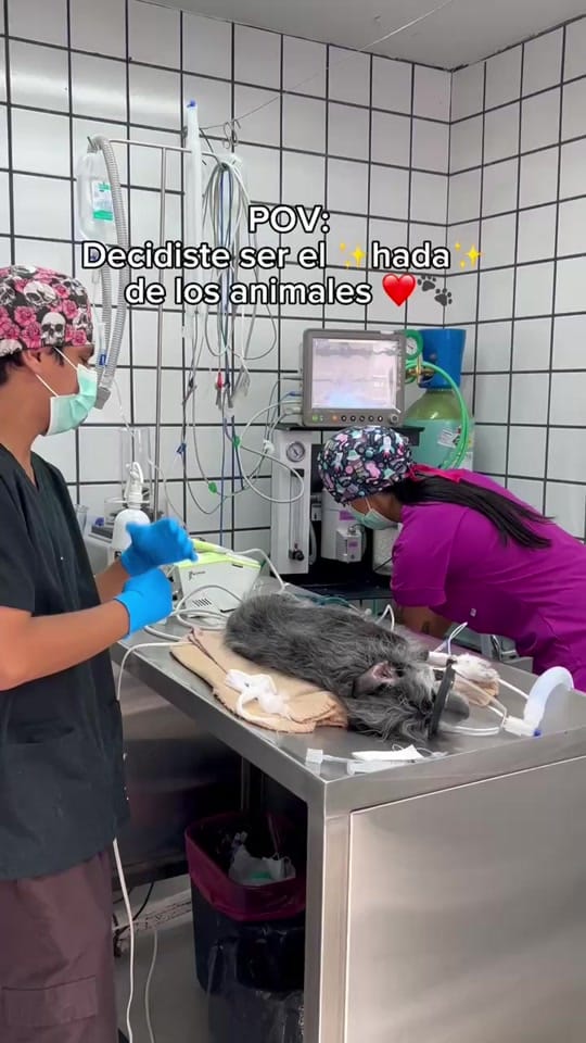 Post 7 by Vet Mexico on TikTok (video)