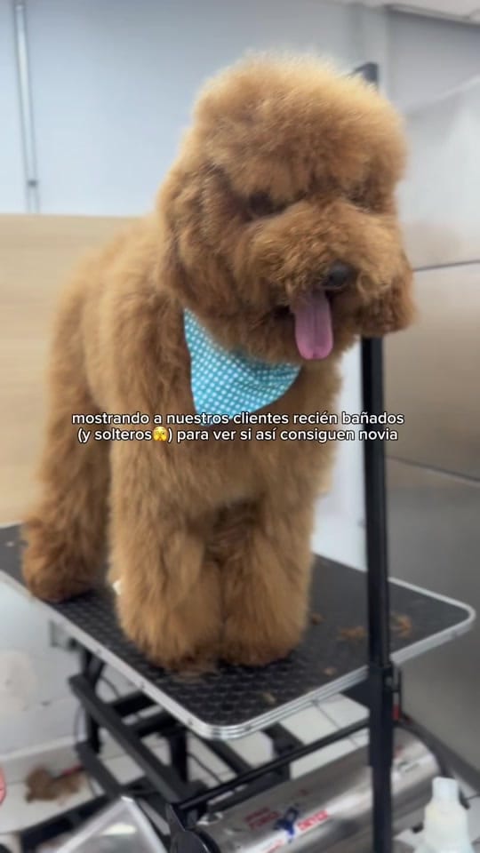 Post 8 by Vet Mexico on TikTok (video)
