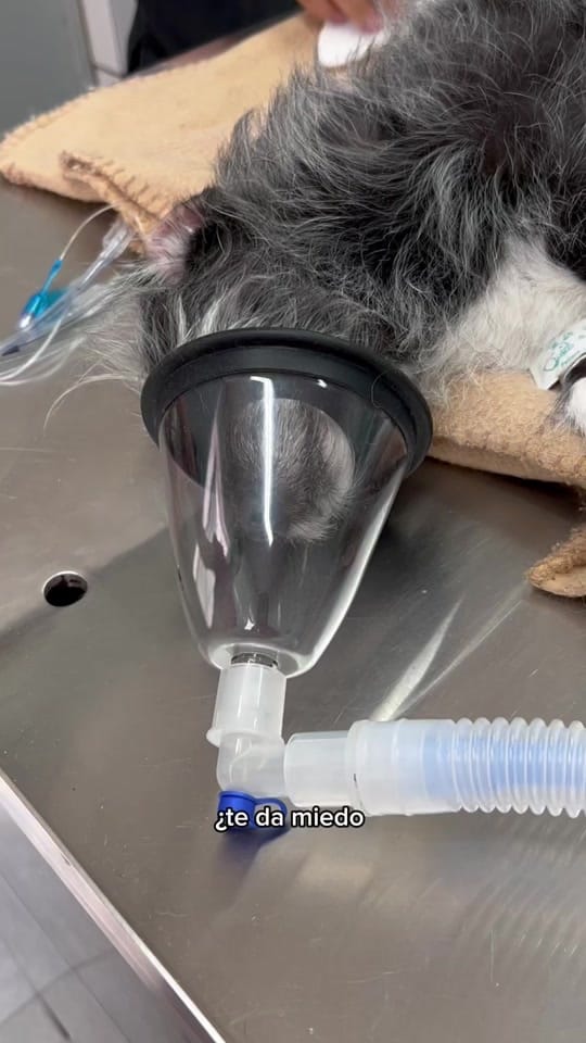 Post 6 by Vet Mexico on TikTok (video)