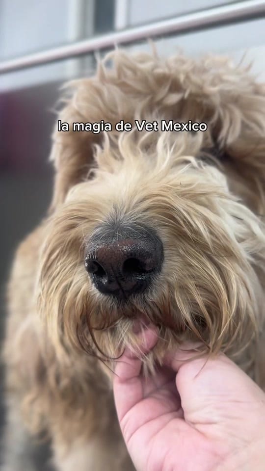 Post 9 by Vet Mexico on TikTok (video)