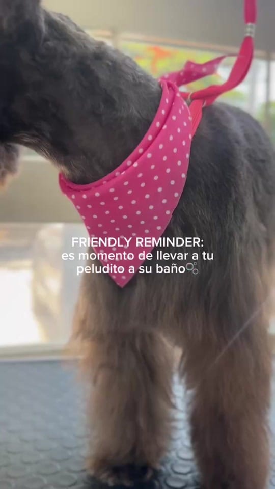 Post 10 by Vet Mexico on TikTok (video)