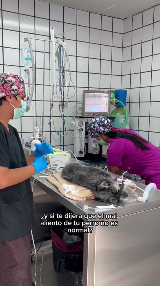 Post 5 by Vet Mexico on TikTok (video)