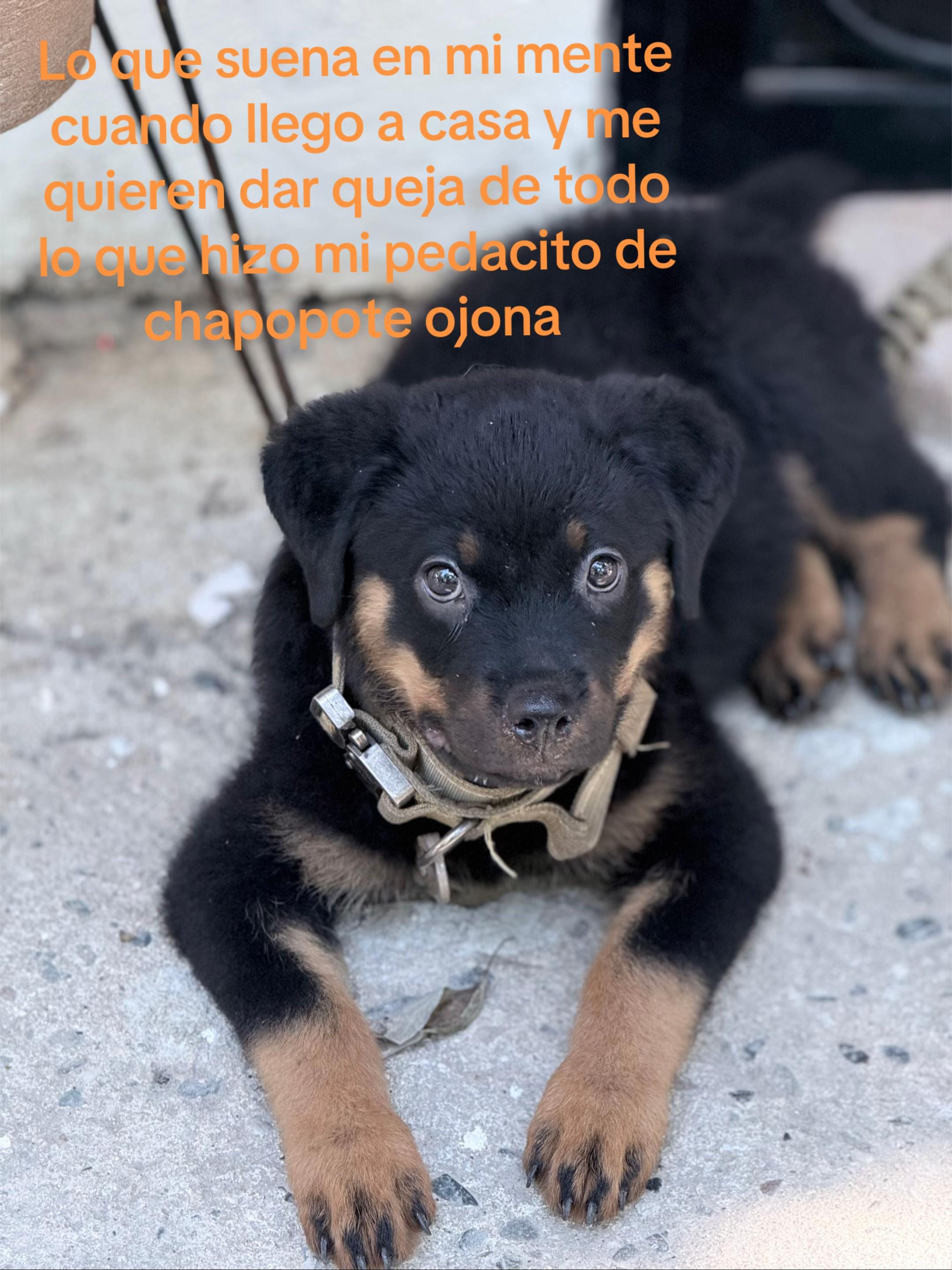 Post 1 by Dra. BxbyDemon on TikTok (video)