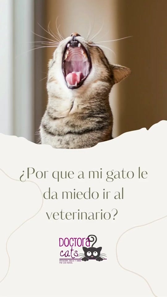 Post 3 by Doctora Cats on TikTok (video)