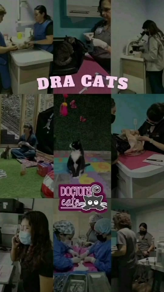 Post 10 by Doctora Cats on TikTok (video)