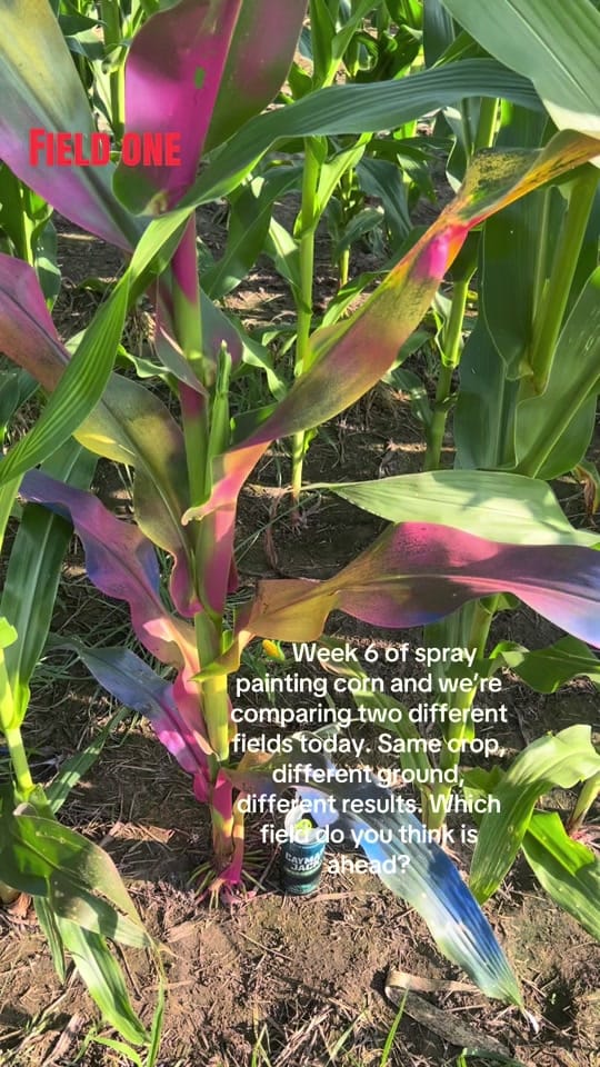 Post 8 by 🌻brittany.mom.farmwife🌻 on TikTok (video)