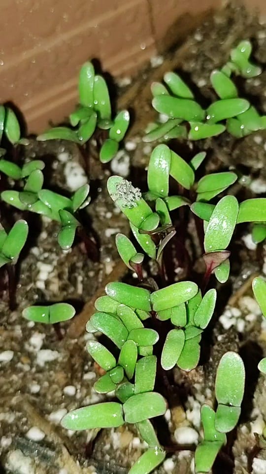 Post 9 by La brujita Positiva on TikTok (video)