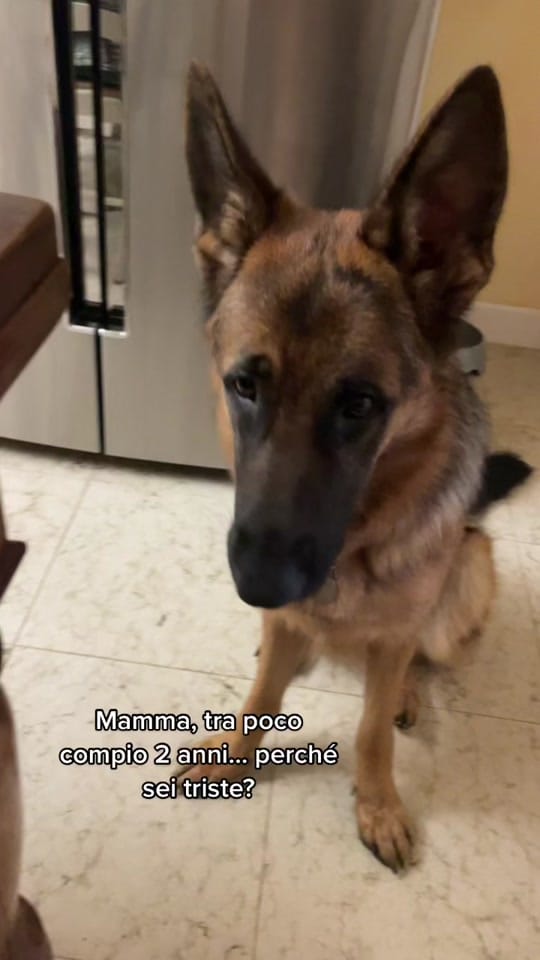 Post 9 by Arianna Prando on TikTok (video)