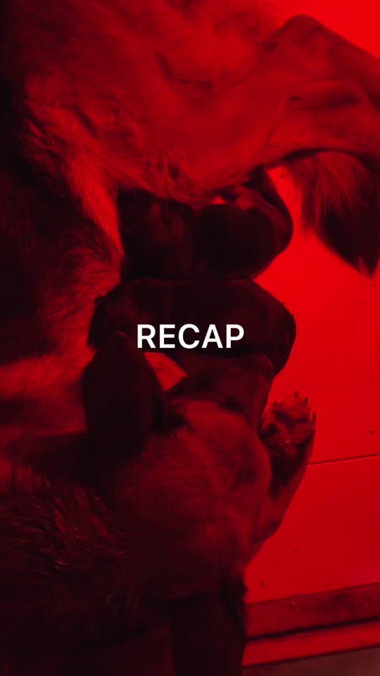 Post 4 by Arianna Prando on TikTok (video)