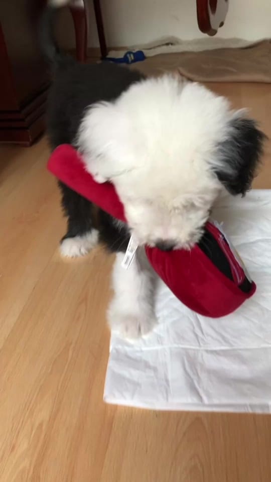 Post 7 by Renato El Perro on TikTok (video)