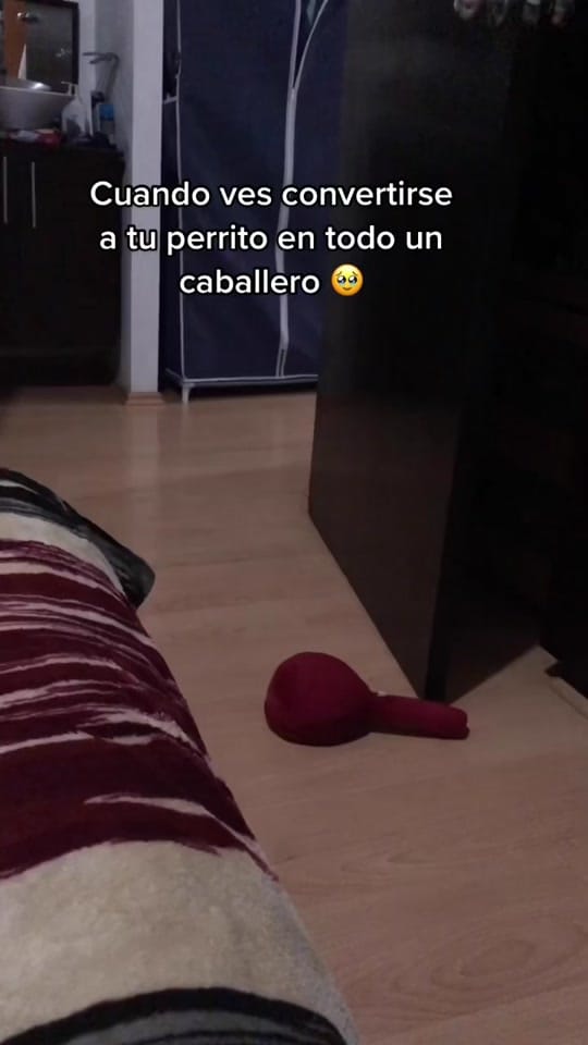 Post 10 by Renato El Perro on TikTok (video)