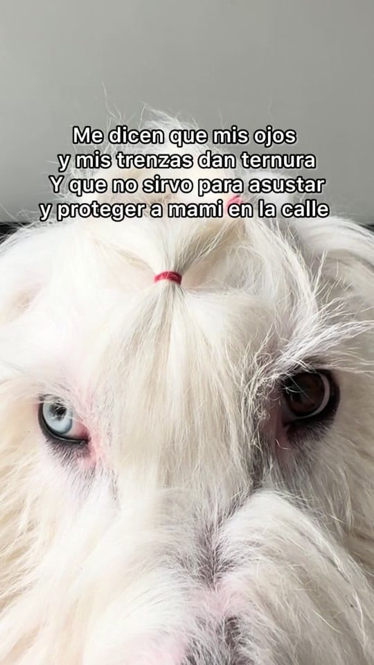 Post 3 by Renato El Perro on TikTok (video)