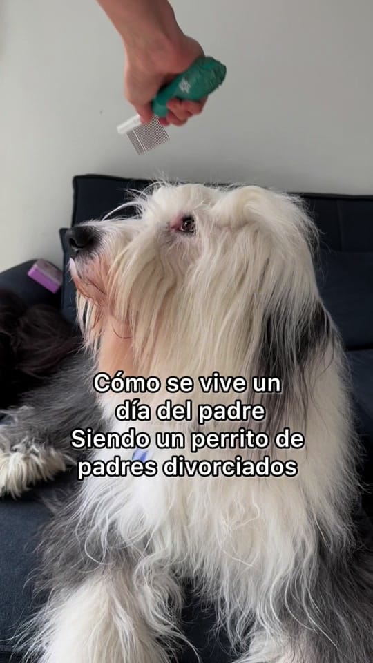 Post 1 by Renato El Perro on TikTok (video)