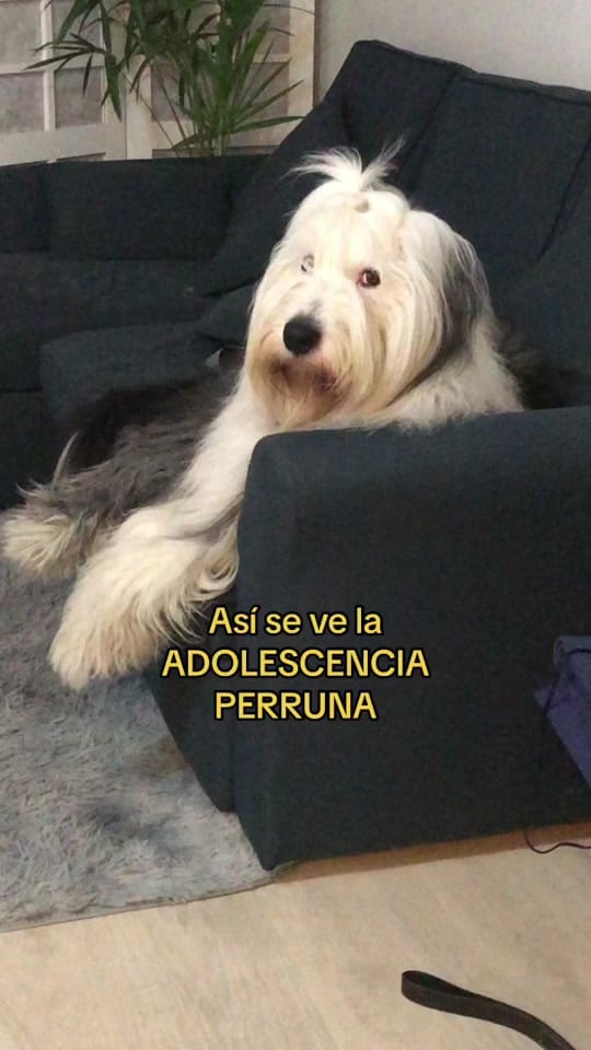 Post 9 by Renato El Perro on TikTok (video)