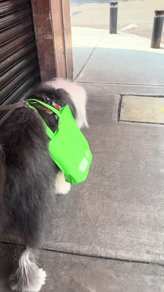 Post 2 by Renato El Perro on TikTok (video)