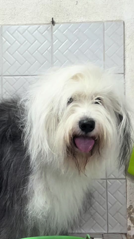 Post 5 by Renato El Perro on TikTok (video)