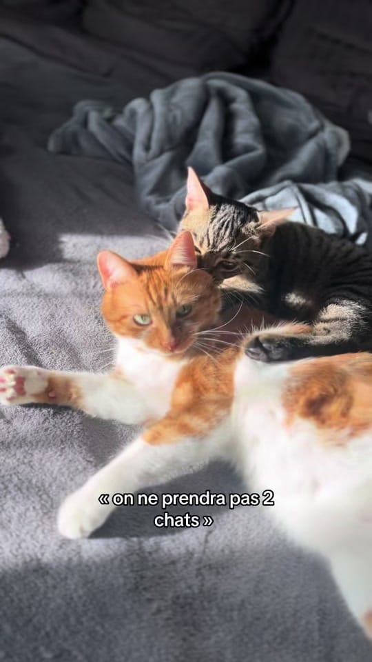 Post 7 by cmv.83 on TikTok (video)