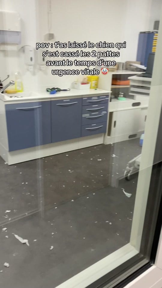 Post 8 by leila_thevetnurse on TikTok (video)