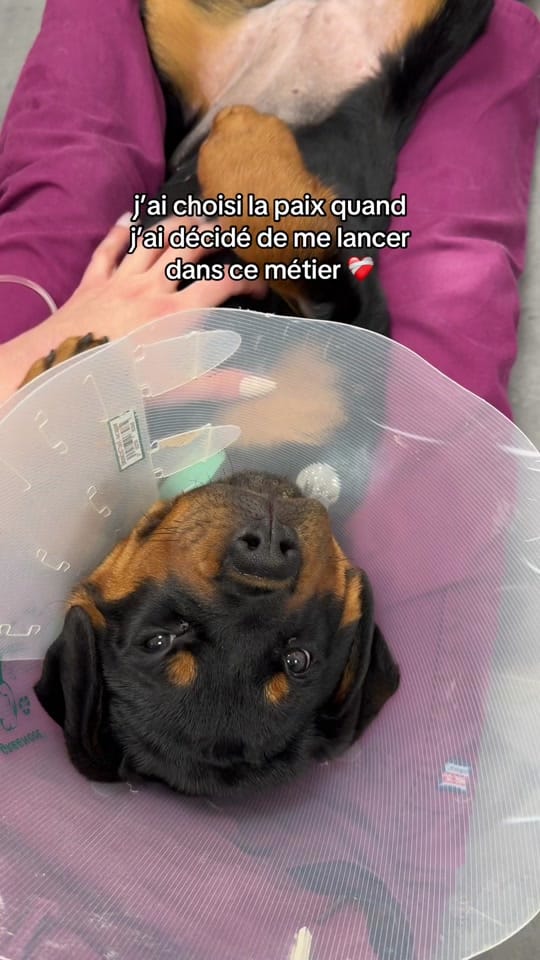 Post 2 by leila_thevetnurse on TikTok (video)